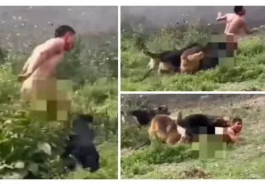 atacado por 15 perros