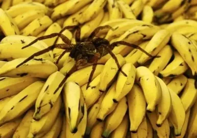 ARAÑA BANANA