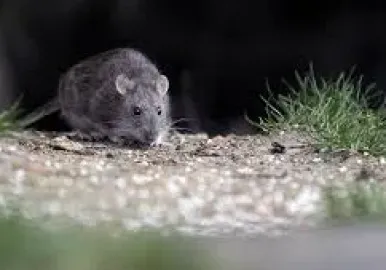 hantavirus