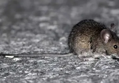 rata hantavirus