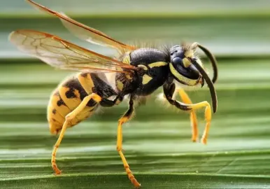 avispa chaqueta amarilla