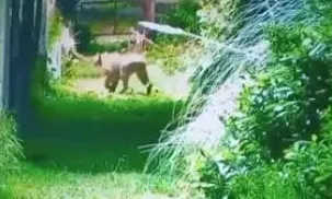puma escobar