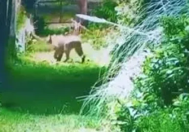 puma escobar