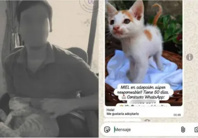 torturador de gatos