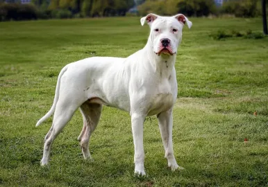 dogo argentino