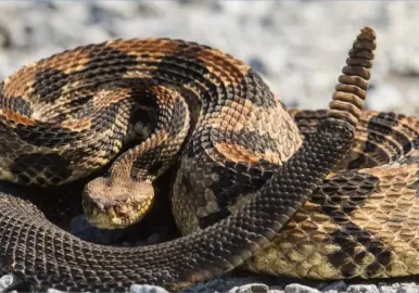 cascabel