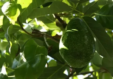 palta